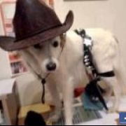 Brando Elican Massotti