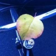 Alessio Mastrantonio