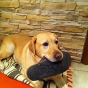 Sole Gone