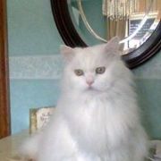 Antonietta Trentadue