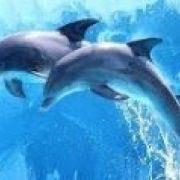 Corso Addestratori Delfini