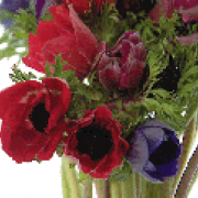 --------------------------