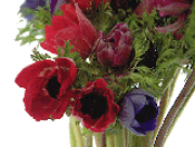 Avatar di --------------------------