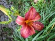 Alessandra Passinetti