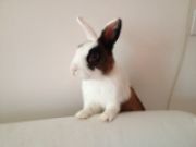 Avatar di alexandra corrieri