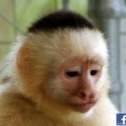 Alessandro Moscatelli