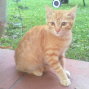 maria chiara pigliacelli