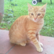 maria chiara pigliacelli