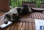 Lea Valli