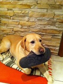 Sole Gone