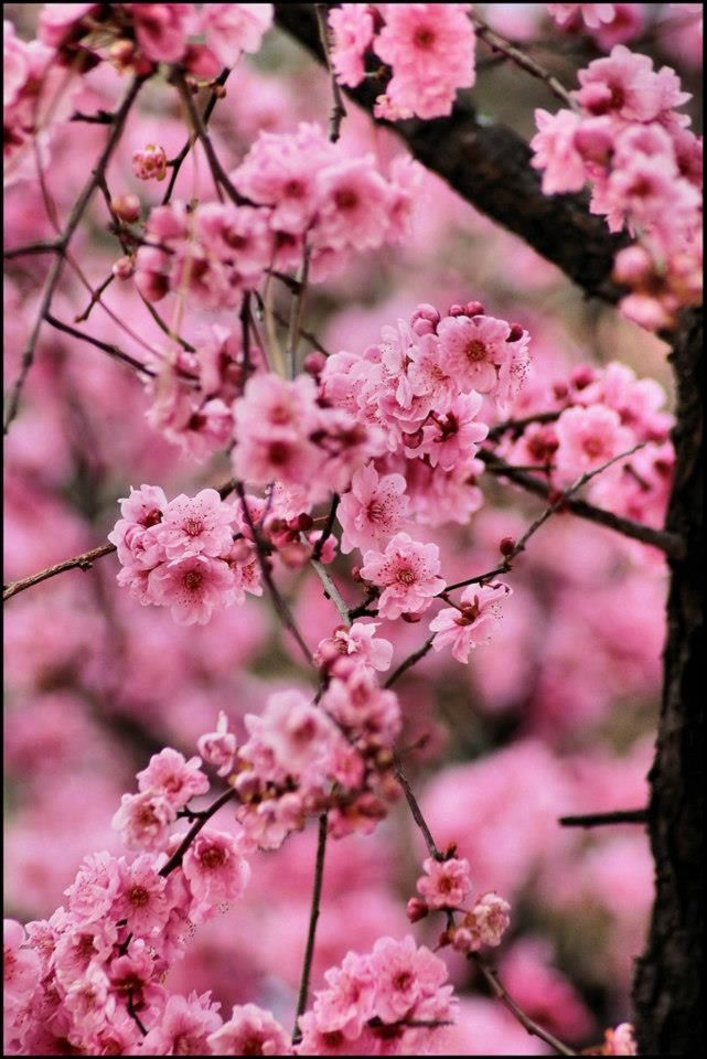 64ef9ab92def53abfdb94c5d.jpg - fiori di ciliegio