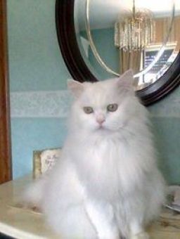 Antonietta Trentadue